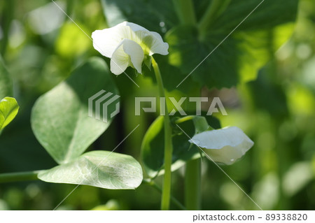 春天盛開的白豌豆花 春天盛開的白豌豆花 89338820