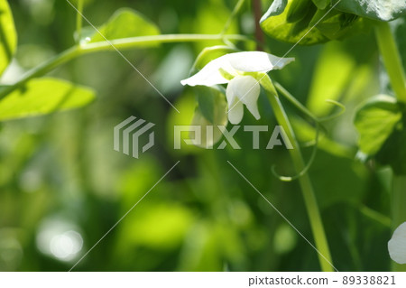 春天盛開的白豌豆花 春天盛開的白豌豆花 89338821