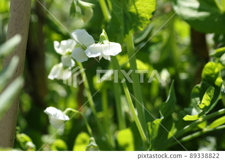 春天盛開的白豌豆花 春天盛開的白豌豆花 89338822