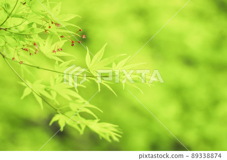 Momiji Maple Momiji Maple 89338874