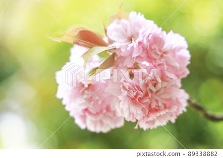 Sakura Kanzan 關山 89338882