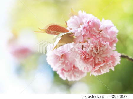 Sakura Kanzan Sekiyama 89338883
