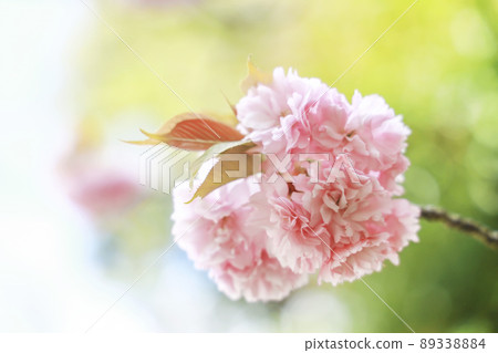 Sakura Kanzan Sekiyama 89338884