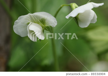 春天盛開的白豌豆花 89338904