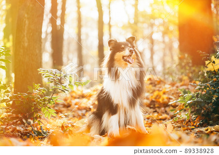 Tricolor Rough Collie, Funny Scottish Collie, Long-haired Collie, English Collie, Lassie Dog Outdoors In Autumn Day. Portrait in sunset sunlight, 89338928