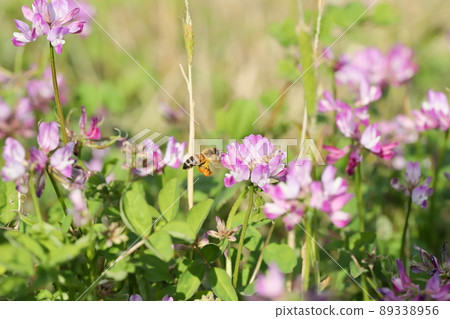 Honey bee collecting nectar in vetch field Honey bee collecting nectar in vetch field 89338956
