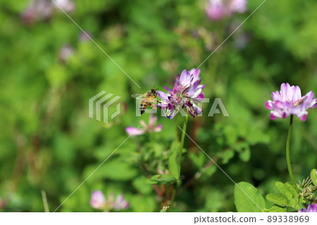 蜜蜂在田野中採集花蜜 89338969