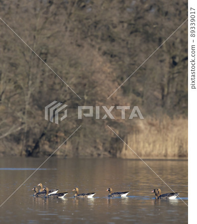 Great Goose, (Anser anser), Southern Bohemia, Czech Republic 89339017
