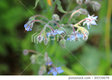 Madonna blue borage flowers blooming in the garden Madonna blue borage flowers blooming in the garden 89339076