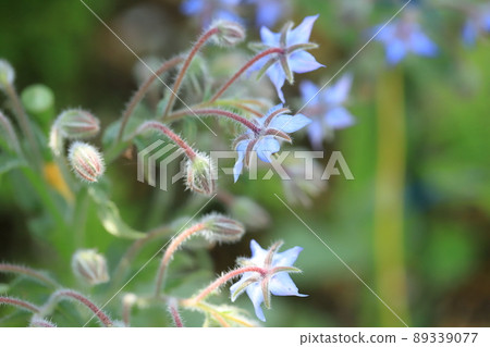 開花在庭院裡的麥當娜藍色琉璃苣花 89339077