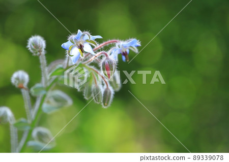 開花在庭院裡的麥當娜藍色琉璃苣花 89339078