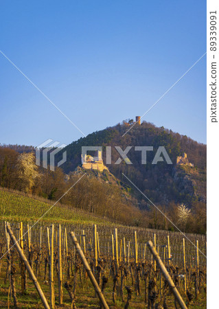 Chateau de Saint-Ulrich ruins, Chateau du Girsberg ruins and Chateau du Haut-Ribeaupierre near Ribeauville, Alsace, France Chateau de Saint-Ulrich ruins, Chateau du Girsberg ruins and Chateau du Haut-Ribeaupierre near Ribeauville, Alsace, France 89339091