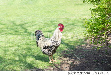 Beautiful farm cock rooster on green grass 89339104