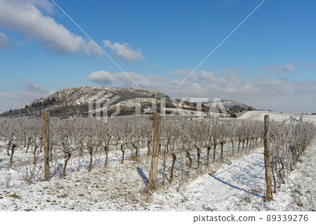 Winter vineyard near Mikulov, Palava region, Southern Moravia, Czech Republic 89339276