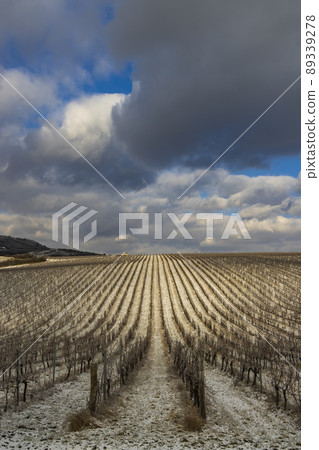 Winter vineyard near Mikulov, Palava region, Southern Moravia, Czech Republic 89339278