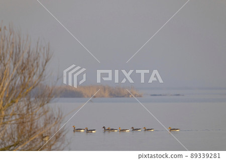Wild goose, Lake Musov, Southern Bohemia, Czech Republic Wild goose, Lake Musov, Southern Bohemia, Czech Republic 89339281