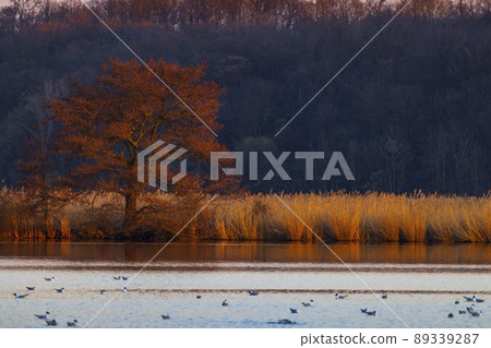 Black-headed Gull, Jaroslavice pond, Znojmo region, Southern Moravia, Czech Republic 89339287