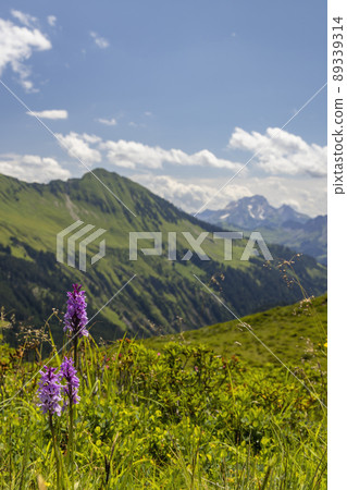 Typical alpine landscape in early summer near Damuls, Vorarlberg, Austria 89339314