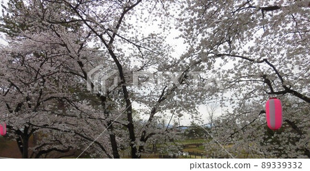 櫻花和燈籠在多雲的早晨盛開 櫻花和燈籠在多雲的早晨盛開 89339332