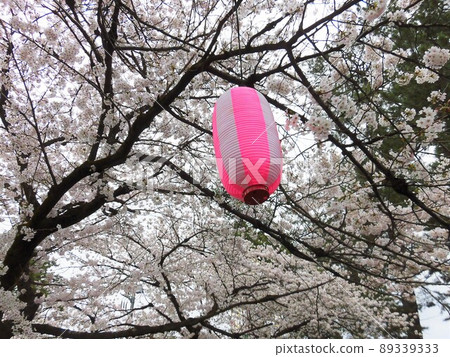 櫻花和燈籠在多雲的早晨盛開 89339333