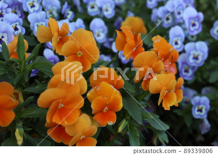 Planter flowers 89339806