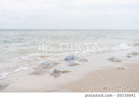 jellyfish on  beach sand 89339841