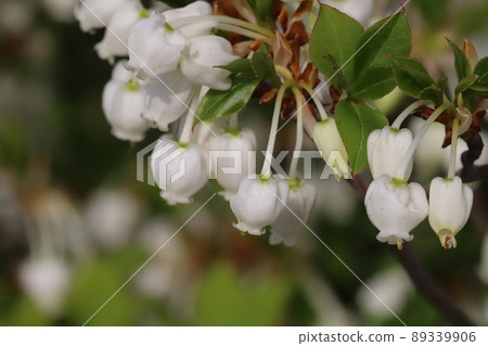 White flowers of Japanese andromeda blooming in the spring garden of Japan White flowers of Japanese andromeda blooming in the spring garden of Japan 89339906