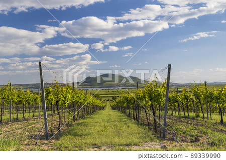 Spring vineyards under Palava near Sonberk, South Moravia, Czech Republic Spring vineyards under Palava near Sonberk, South Moravia, Czech Republic 89339990