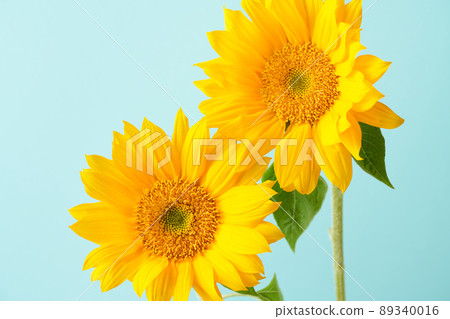 sunflower sunflower 89340016