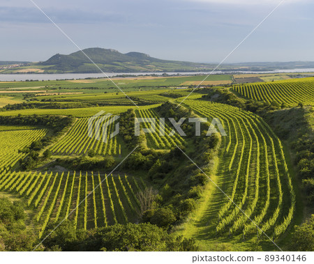 Vineyards near Nove Mlyny reservoir with Palava, Southern Moravia, Czech Republic Vineyards near Nove Mlyny reservoir with Palava, Southern Moravia, Czech Republic 89340146