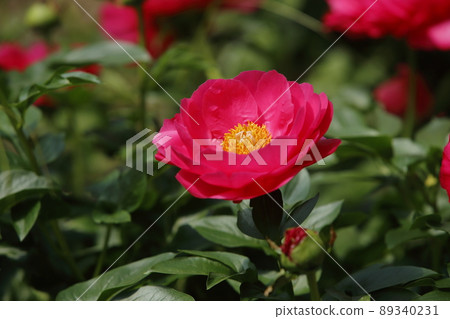 Miyama City Button Garden Peony, Miyama City Button Garden Peony, 89340231
