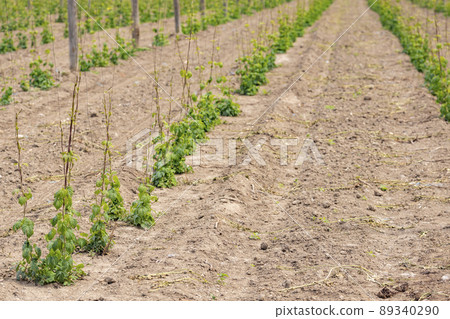 Hop field, early spring time near Zatec, Czech Republic Hop field, early spring time near Zatec, Czech Republic 89340290