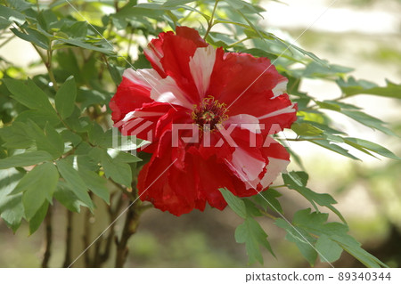 Miyama City Button Garden Botan, 89340344