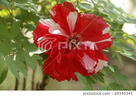 Miyama City Button Garden Botan, 89340345