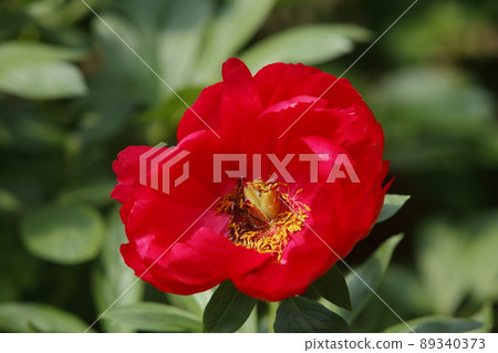 Miyama City Button Garden Peony, 89340373