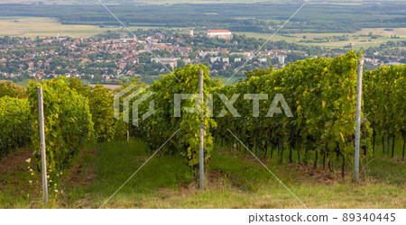 vineyards and Siklos castle, Hungary 89340445