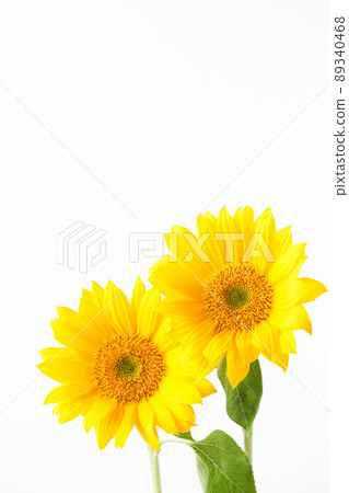 向日葵 89340468