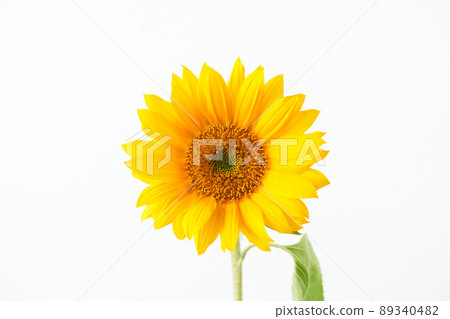 sunflower	 89340482