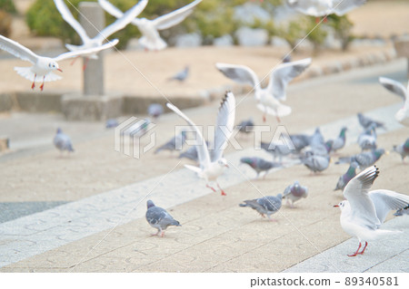 A gathering of seabirds and pigeons A gathering of seabirds and pigeons 89340581