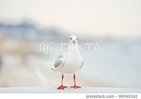 See here A seabird 89340582