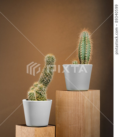 Two cacti on chocolate brown background in gray pot Two cacti on chocolate brown background in gray pot 89340599