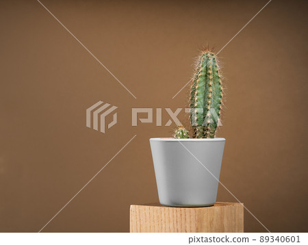 A cactus on chocolate brown background in gray pot A cactus on chocolate brown background in gray pot 89340601