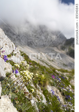 Mountain flora near Mangart, Triglav national park, Julian Alps, Slovenia Mountain flora near Mangart, Triglav national park, Julian Alps, Slovenia 89340843