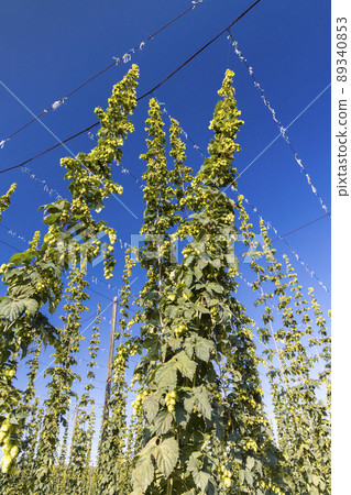 Hop field in Zatec region, Czech Republic Hop field in Zatec region, Czech Republic 89340853