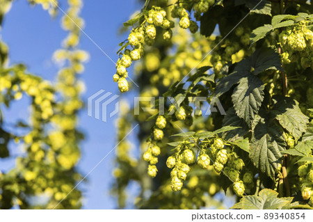 Hop field in Zatec region, Czech Republic Hop field in Zatec region, Czech Republic 89340854