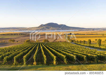 Autumn vineyards under Palava near Sonberk, South Moravia, Czech Republic Autumn vineyards under Palava near Sonberk, South Moravia, Czech Republic 89340855