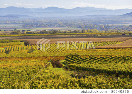autumn vineyard near Langenlois, Lower Austria, Austria autumn vineyard near Langenlois, Lower Austria, Austria 89340856