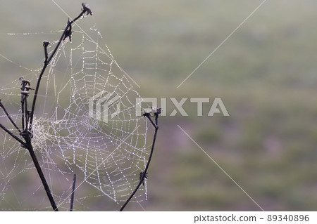 Spider web in sunrise sun 89340896