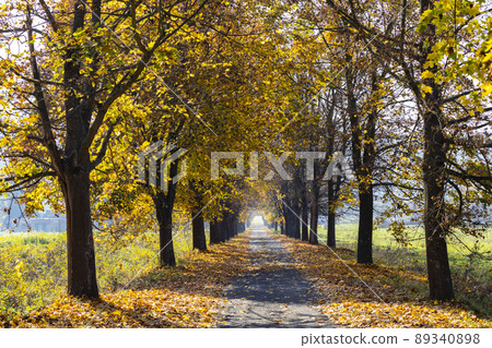 autumn alley near Banhorvati in Northern Hungary, Hungary 89340898