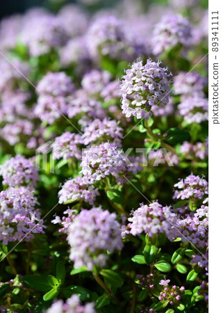 百里香 Longikauris（爬行時間） 89341111